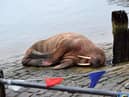 The walrus (photoL Stuart Ford)