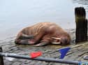 The walrus (photoL Stuart Ford)