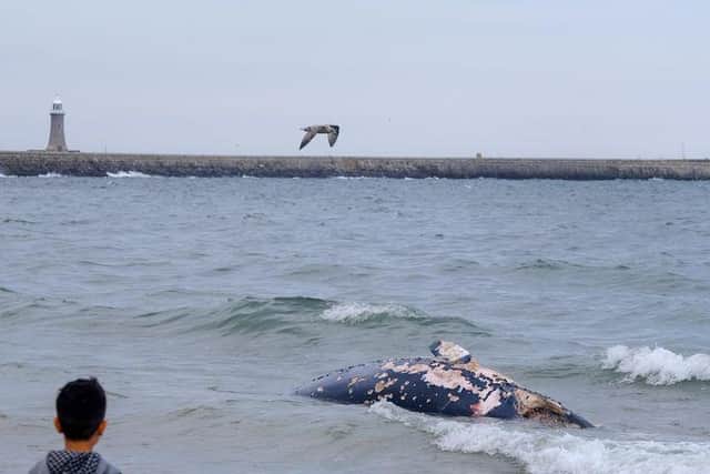 The whale first washed up on the beach at around 4.30pm. Picture by Steven Lomas