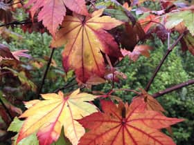 There are hundreds of Japanese maples to choose from but favourites include Acer japonicum ‘Vitifolium’