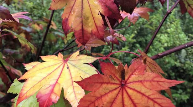 There are hundreds of Japanese maples to choose from but favourites include Acer japonicum ‘Vitifolium’
