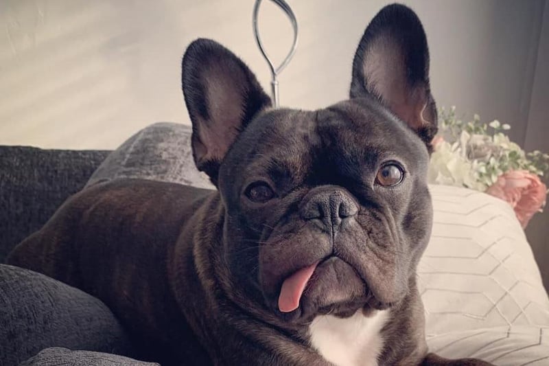 Bethany Thomas said: "This is our frenchie Floyd. He is four years old and is the most loving dog with the best character and cutest face. He is my little shadow and my absolute world."