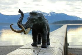 How the new-look woolly mammoth might look (if you squint a bit).