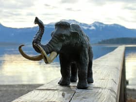 How the new-look woolly mammoth might look (if you squint a bit).
