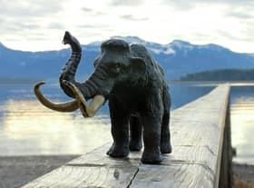 How the new-look woolly mammoth might look (if you squint a bit).