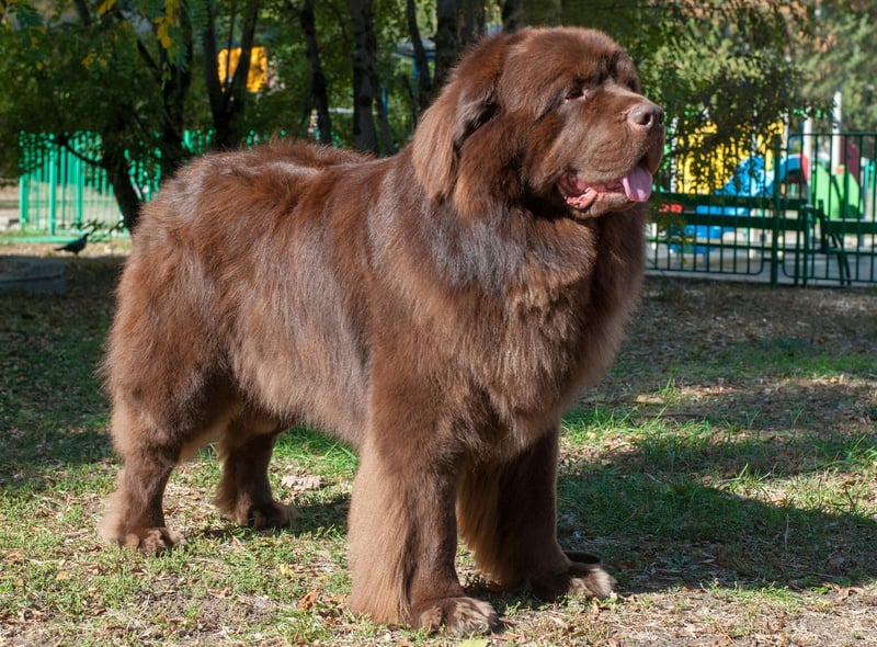 There's a good reason that the enormous Newfoundland breed is known as a 'nanny dog'. They may look intimidating but they are incredibly gentle, particularly with children, and the only problem you should have is stopping them from affectionately licking strangers.