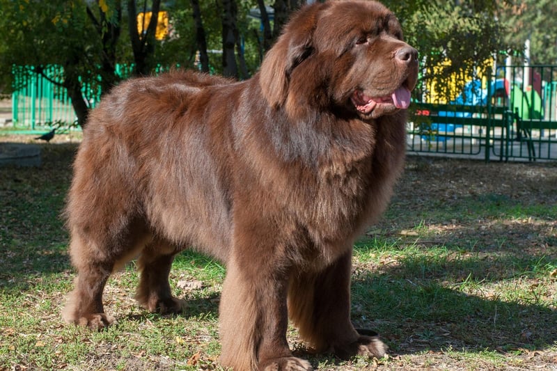 There's a good reason that the enormous Newfoundland breed is known as a 'nanny dog'. They may look intimidating but they are incredibly gentle, particularly with children, and the only problem you should have is stopping them from affectionately licking strangers.