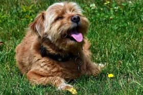 Keep your dog cool in a heatwave with these tips.