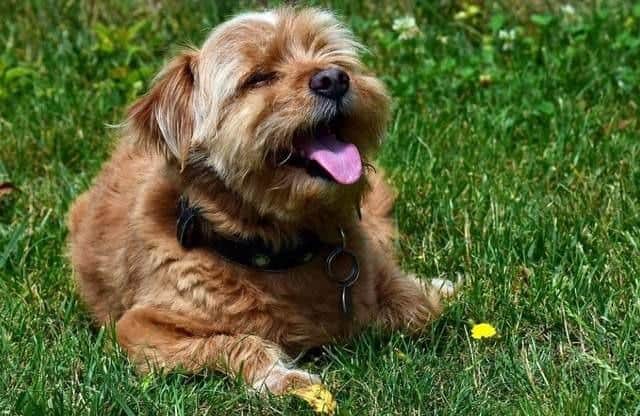 Keep your dog cool in a heatwave with these tips.