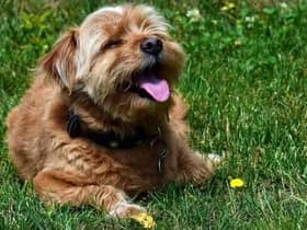 Keep your dog cool in a heatwave with these tips.