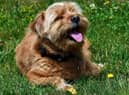 Keep your dog cool in a heatwave with these tips.