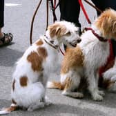 Designer dogs to suit all needs... especially those with deep pockets.