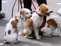 Designer dogs to suit all needs... especially those with deep pockets.