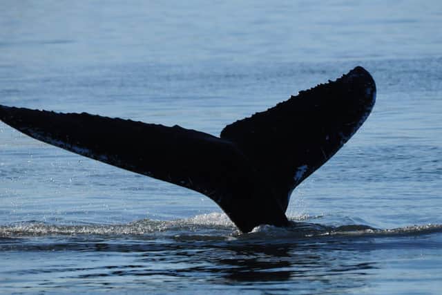 A humpback whale off the Northumberland coast. Picture: Andrew Douglas, Serenity Boats.