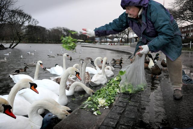 The first snowfall of the winter in South Shields in 2010. Jean Southern was pictured as she fed the swans in South Marine Park.
