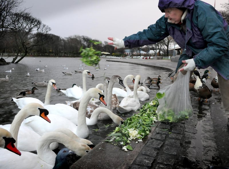 The first snowfall of the winter in South Shields in 2010. Jean Southern was pictured as she fed the swans in South Marine Park.