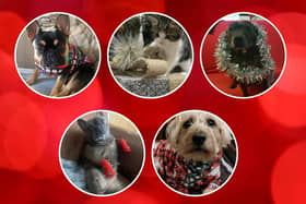 The Christmas prep is underway and we're excited to meet our first line-up of Santa Paws stars for 2022. Come on down ...