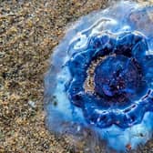 Mick Naisbitt photographed the Bluefire jellyfish while walking along Ryhope beach in Sunderland.