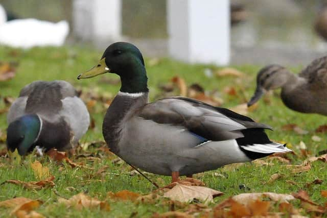 Ducks should not be fed bread. It is bad for their health.