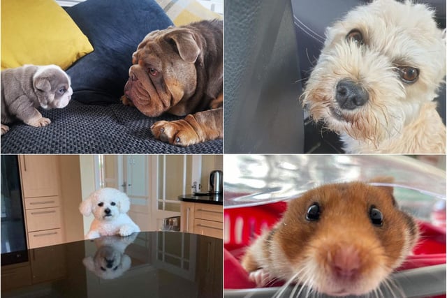 You have been sharing your pet pictures.