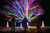 Neon tree by Culture Creative 2020 photo by Richard Haughton Sony Music