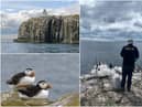 The annual puffin census returns to The Farne Islands off the Northumberland coast