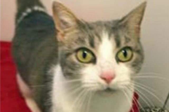 Tammy lives at the Cats Protection with Thomas, and she is the more confident of the pair.