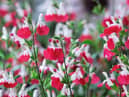 The inimitable ‘Hot Lips’ with its red and white flowers is a hardy, compact, scented, bushy plant