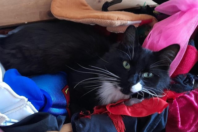 The cat's pyjamas! Puska Duski gets comfortable amongst the clothes.
