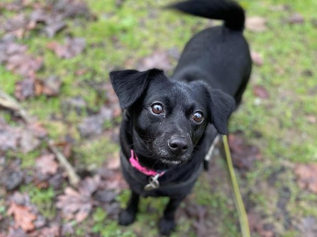 Princess is three years old, and she is an unknown crossbreed. Once she gets to know you, Princess is a very cuddly girl - especially if you have treats. She loves a bit of fuss and attention. She would prefer an adult only household, and also to be the only dog in the home. She’d also prefer not to live with cats. She is being cared for at the RSPCA Stubbington Ark branch.