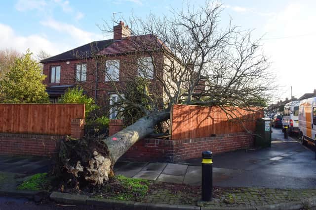 A tree blown over in Newcastle Road, South Shields, on Saturday after Storm Arwen hit South Tyneside.