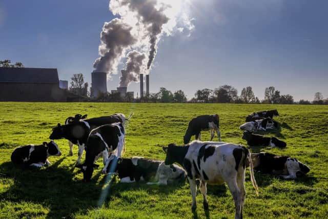 Cows gather near the coal-fired power station in Niederaussem, Germany, Sunday, Oct. 24, 2021. The climate change conference COP26 will start on Sunday in Glasgow.(AP Photo/Michael Probst)