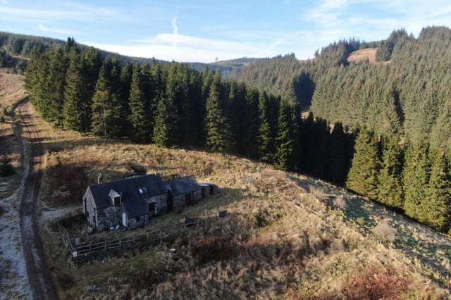 Whiteburn Forest, near Alwinton.