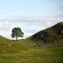 BEFORE the illegal felling - the Sycamore Gap Tree on Hadrian's Wall in Northumberland