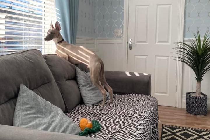 Don't worry everyone, Woody's got the neighbourhood watch covered.