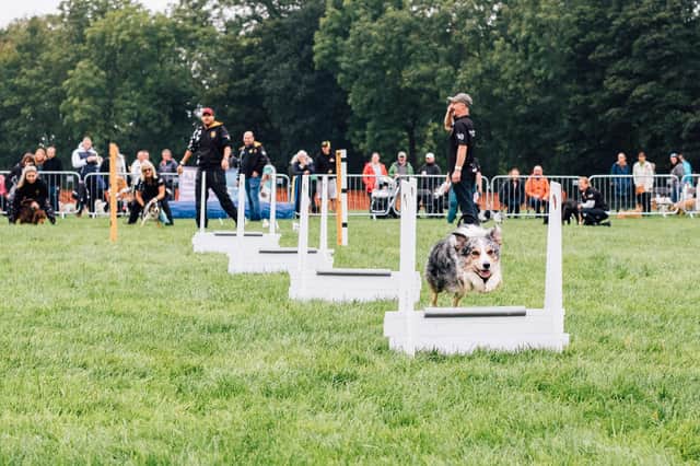 One of the activities at the 2021 North East Dog Festival. Picture by Ben Heward.