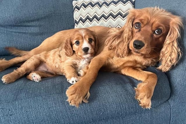 Mum Emmy and baby Nelly enjoy a snuggle on the sofa for International Dog Day. How sweet are they!