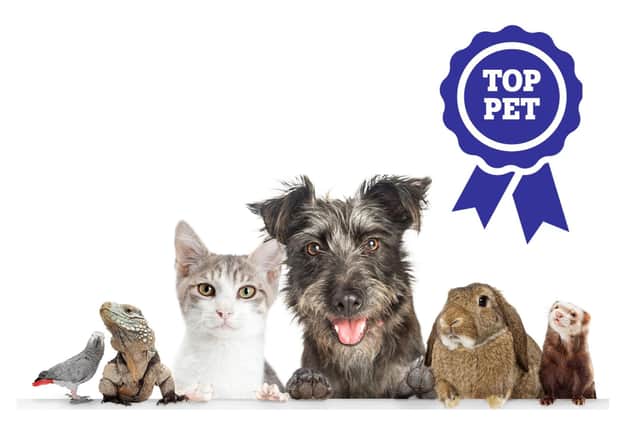 Is your pet a star? It's time to enter them into our Top Pet competition.