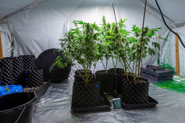 A cannabis farm was uncovered as part of the operation