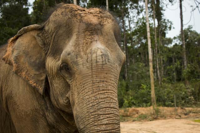 An elephant in Vietnam. C/o Pixabay.