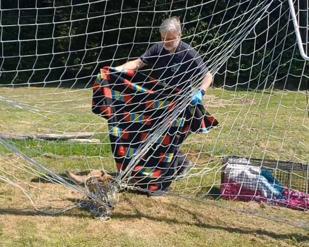 Scared fox gets trapped in goal netting...watch how he gets rescued