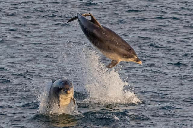 Photographer Stu Thompson captured the pod from South Shields pier on Sunday evening.