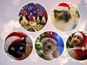 Celebrating Christmas across the North East with your Santa Paws pet pictures.