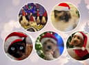 Celebrating Christmas across the North East with your Santa Paws pet pictures.