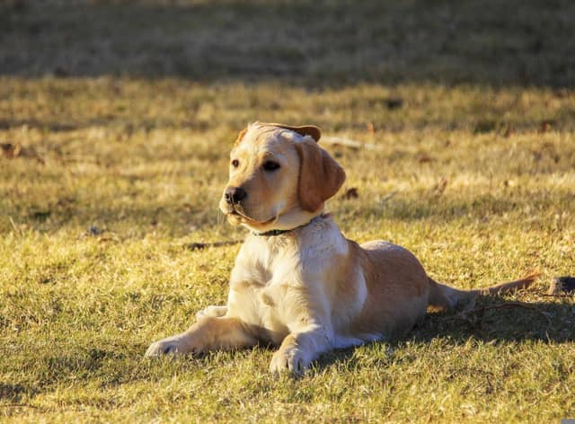 Hopes remain for a dog exercise area in Readhead Park