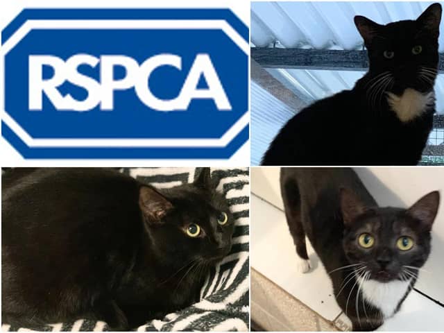 These are the cats who are still looking for a home at the RSPCA's Sunderland, Hartlepool & South Tyneside Branch.