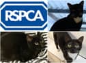 These are the cats who are still looking for a home at the RSPCA's Sunderland, Hartlepool & South Tyneside Branch.