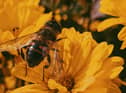 Bee the one to save wildlife!