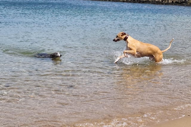 Tank and Willow of Riverroots Whippets enjoy a cooling swim in the sea.