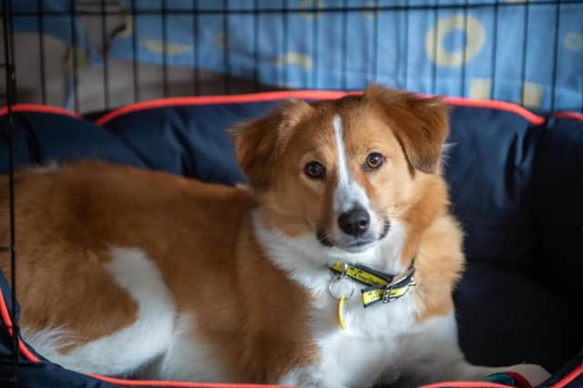 Dogs Trust has issued advice to help protect dogs like Neville.  Photo: Clive Tagg.